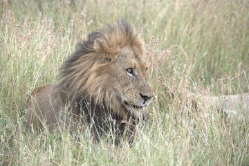 Lion in wild savanna , animal of africa