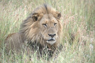 Lion in wild savanna , animal of africa