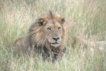 Lion in wild savanna , animal of africa