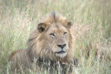Fototapeta premium Lion in wild savanna , animal of africa