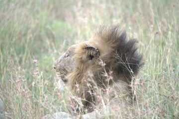 Lion in wild savanna , animal of africa