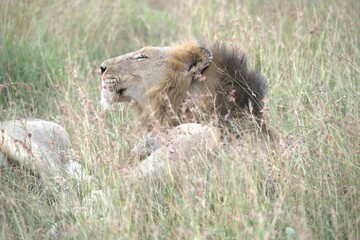 Lion in wild savanna , animal of africa