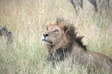 Lion in wild savanna , animal of africa