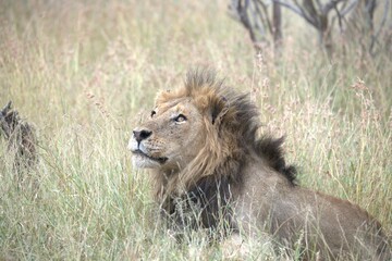 Lion in wild savanna , animal of africa