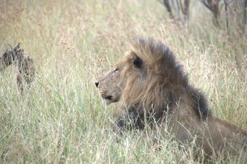 Lion in wild savanna , animal of africa