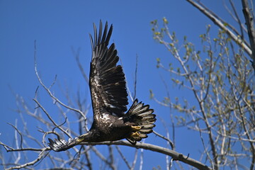 bird in flight, eagle, fly