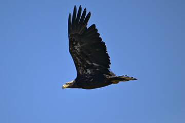 eagle in flight, bird in flight, eagle, fly