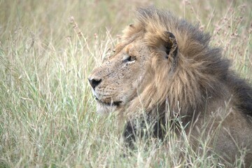 Lion in wild savanna , animal of africa