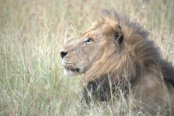Lion in wild savanna , animal of africa