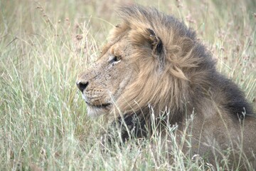 Lion in wild savanna , animal of africa