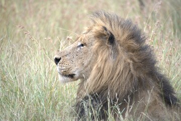 Lion in wild savanna , animal of africa