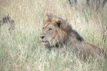 Lion in wild savanna , animal of africa