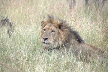 Lion in wild savanna , animal of africa