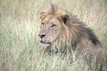 Lion in wild savanna , animal of africa