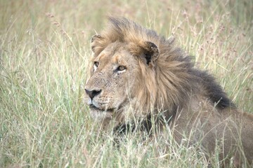 Lion in wild savanna , animal of africa