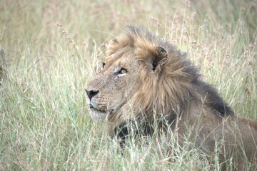 Lion in wild savanna , animal of africa