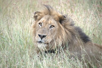 Lion in wild savanna , animal of africa