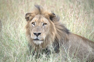 Lion in wild savanna , animal of africa