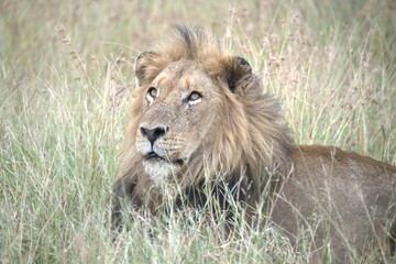 Lion in wild savanna , animal of africa