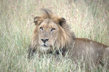 Lion in wild savanna , animal of africa