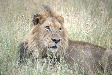 Fototapeta premium Lion in wild savanna , animal of africa