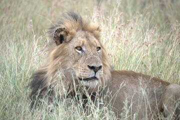 Lion in wild savanna , animal of africa