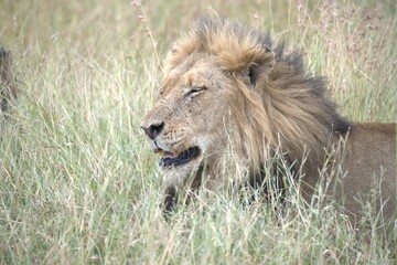 Lion in wild savanna , animal of africa