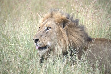 Lion in wild savanna , animal of africa
