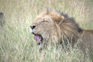 Lion in wild savanna , animal of africa