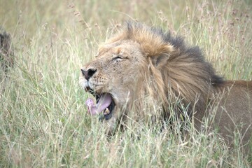 Lion in wild savanna , animal of africa