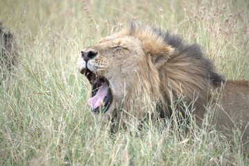 Lion in wild savanna , animal of africa