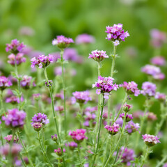 close-up view of a cluster of light purple wildflowers in bloom