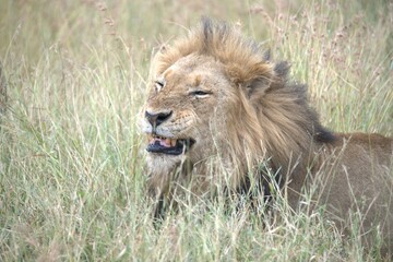Lion in wild savanna , animal of africa