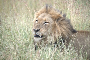 Lion in wild savanna , animal of africa