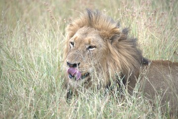 Lion in wild savanna , animal of africa