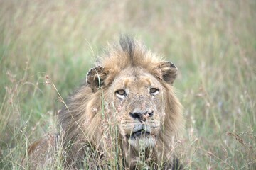 Lion in wild savanna , animal of africa