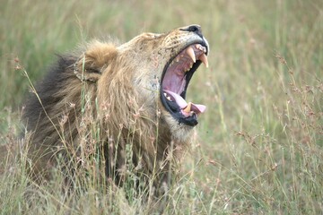 Lion in wild savanna , animal of africa