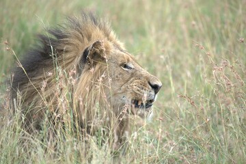 Lion in wild savanna , animal of africa