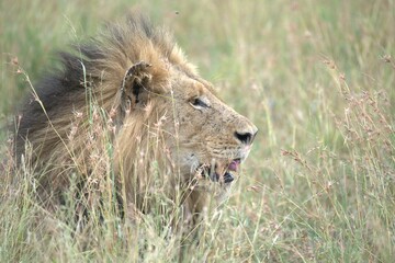 Lion in wild savanna , animal of africa
