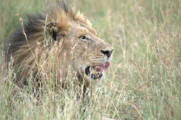 Lion in wild savanna , animal of africa