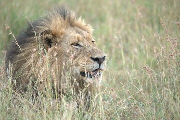 Lion in wild savanna , animal of africa