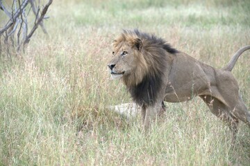 Lion in wild savanna , animal of africa