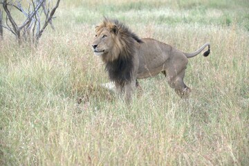 Lion in wild savanna , animal of africa