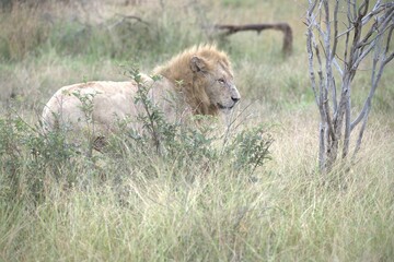 Lion in wild savanna , animal of africa