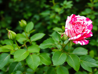 striking pink and white rose blossom in full bloom