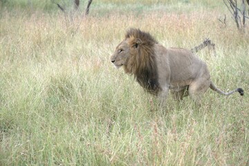 Lion in wild savanna , animal of africa
