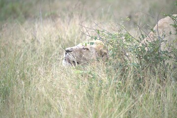 Lion in wild savanna , animal of africa