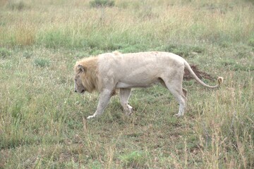 Lion in wild savanna , animal of africa