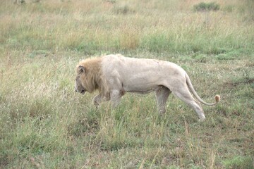 Lion in wild savanna , animal of africa