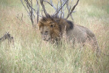 Lion in wild savanna , animal of africa